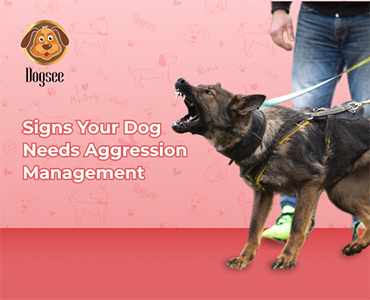 Signs Your Dog Needs Aggression Management